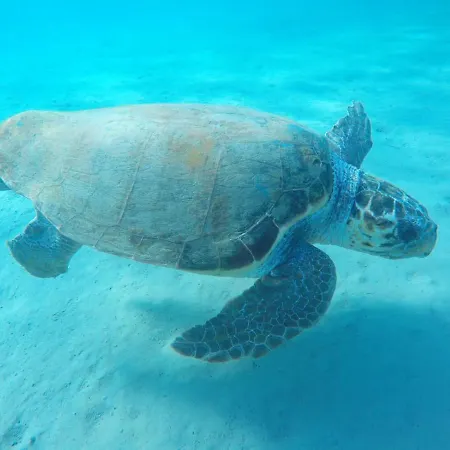 Annamaria House * Laganas